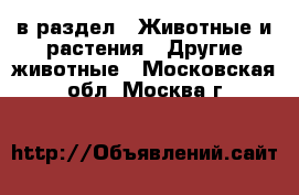  в раздел : Животные и растения » Другие животные . Московская обл.,Москва г.